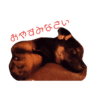 我が家の黒ワンコ（個別スタンプ：1）