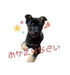 我が家の黒ワンコ（個別スタンプ：3）