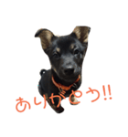 我が家の黒ワンコ（個別スタンプ：4）