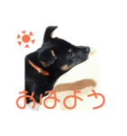 我が家の黒ワンコ（個別スタンプ：6）