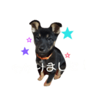 我が家の黒ワンコ（個別スタンプ：7）