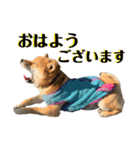 柴犬 琥士狼（コジロウ）の日常1（個別スタンプ：1）