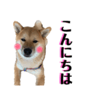 柴犬 琥士狼（コジロウ）の日常1（個別スタンプ：2）