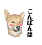 柴犬 琥士狼（コジロウ）の日常1（個別スタンプ：3）