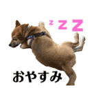 柴犬 琥士狼（コジロウ）の日常1（個別スタンプ：4）