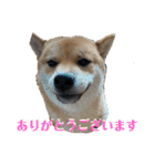 柴犬 琥士狼（コジロウ）の日常1（個別スタンプ：6）