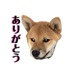 柴犬 琥士狼（コジロウ）の日常1（個別スタンプ：7）