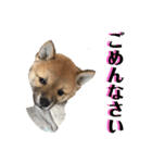 柴犬 琥士狼（コジロウ）の日常1（個別スタンプ：9）