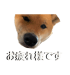 柴犬 琥士狼（コジロウ）の日常1（個別スタンプ：10）