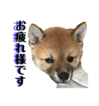 柴犬 琥士狼（コジロウ）の日常1（個別スタンプ：11）