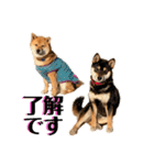 柴犬 琥士狼（コジロウ）の日常1（個別スタンプ：14）
