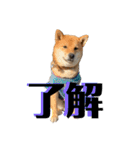 柴犬 琥士狼（コジロウ）の日常1（個別スタンプ：16）