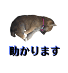 柴犬 琥士狼（コジロウ）の日常1（個別スタンプ：19）