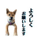 柴犬 琥士狼（コジロウ）の日常1（個別スタンプ：20）