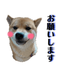 柴犬 琥士狼（コジロウ）の日常1（個別スタンプ：21）