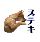 柴犬 琥士狼（コジロウ）の日常1（個別スタンプ：22）