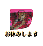 柴犬 琥士狼（コジロウ）の日常1（個別スタンプ：23）