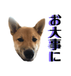 柴犬 琥士狼（コジロウ）の日常1（個別スタンプ：24）