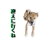 柴犬 琥士狼（コジロウ）の日常1（個別スタンプ：25）