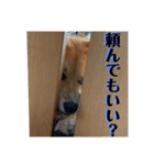 柴犬 琥士狼（コジロウ）の日常1（個別スタンプ：26）
