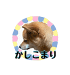 柴犬 琥士狼（コジロウ）の日常1（個別スタンプ：28）