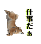 柴犬 琥士狼（コジロウ）の日常1（個別スタンプ：29）