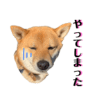 柴犬 琥士狼（コジロウ）の日常1（個別スタンプ：33）