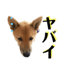 柴犬 琥士狼（コジロウ）の日常1（個別スタンプ：34）