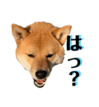 柴犬 琥士狼（コジロウ）の日常1（個別スタンプ：35）