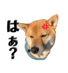 柴犬 琥士狼（コジロウ）の日常1（個別スタンプ：36）