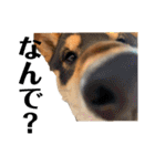柴犬 琥士狼（コジロウ）の日常1（個別スタンプ：37）