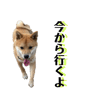 柴犬 琥士狼（コジロウ）の日常1（個別スタンプ：38）