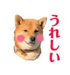 柴犬 琥士狼（コジロウ）の日常1（個別スタンプ：40）