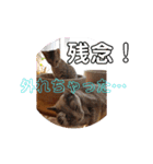 ベンガルLeonちゃん2（個別スタンプ：2）