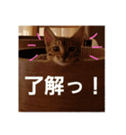 ベンガルLeonちゃん2（個別スタンプ：5）