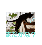 ベンガルLeonちゃん2（個別スタンプ：7）