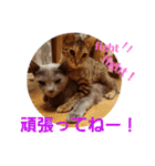 ベンガルLeonちゃん2（個別スタンプ：9）