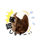ベンガルLeonちゃん2（個別スタンプ：11）