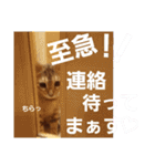 ベンガルLeonちゃん2（個別スタンプ：20）