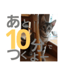 ベンガルLeonちゃん2（個別スタンプ：31）