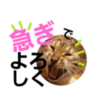 ベンガルLeonちゃん2（個別スタンプ：36）