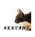 ベンガルLeonちゃん2（個別スタンプ：38）