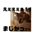 ベンガルLeonちゃん2（個別スタンプ：40）
