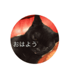 かわさき（個別スタンプ：3）