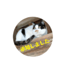 寺猫のりたま③ 敬語Ver．（個別スタンプ：1）