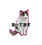 寺猫のりたま③ 敬語Ver．（個別スタンプ：6）
