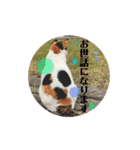 寺猫のりたま③ 敬語Ver．（個別スタンプ：9）
