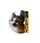 寺猫のりたま③ 敬語Ver．（個別スタンプ：11）