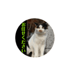 寺猫のりたま③ 敬語Ver．（個別スタンプ：17）