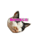 寺猫のりたま③ 敬語Ver．（個別スタンプ：22）